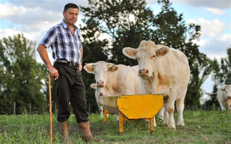 Farmer and cow - The dairy’s more than 2,000 milking cows also help generate enough electricity to power the entire farm, cheese factory and 300 local homes. The miracle of cow poop power derives from two massive anaerobic manure digesters that capture the methane released as the manure is processed into liquid fertilizer and bedding material for the cows.